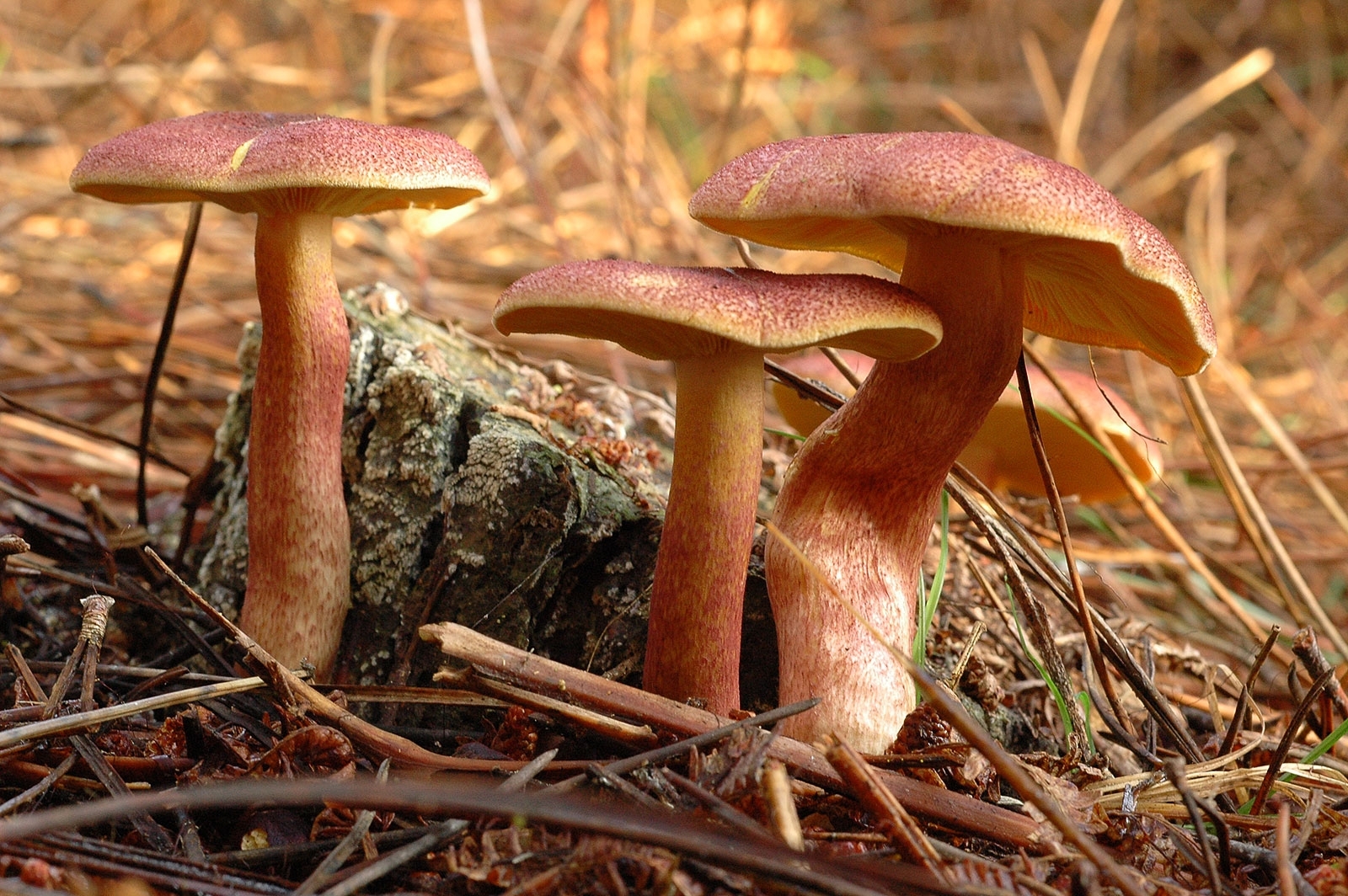 Tricholomopsis rutilans