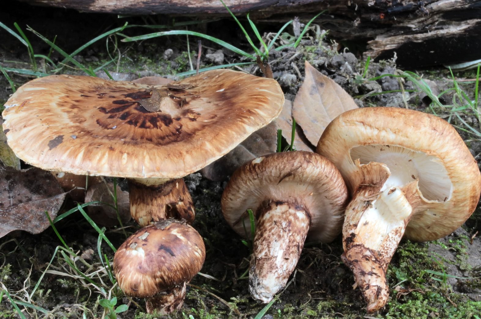 Tricholoma matsutake