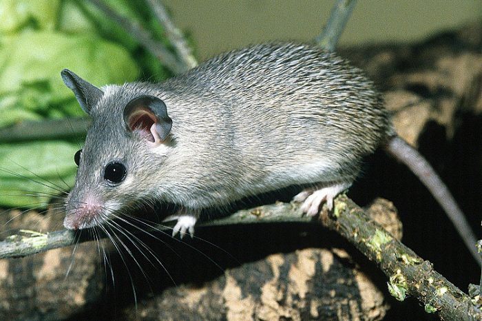 Малоазиатская иглистая мышь (Acomys cilicicus) фото