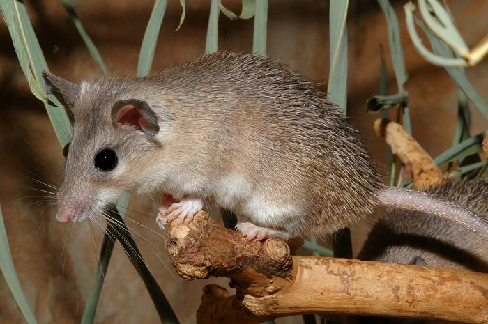 Восточная иглистая мышь (Acomys dimidiatus) фото