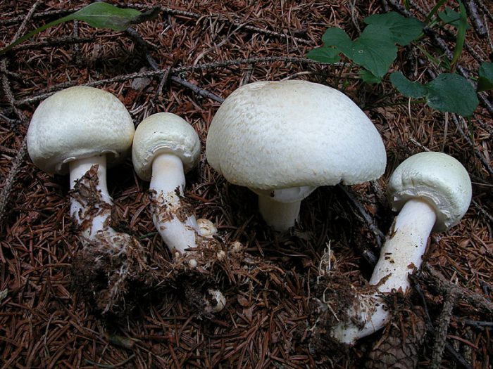 Шампиньон кривой (Agaricus abruptibulbus) фото