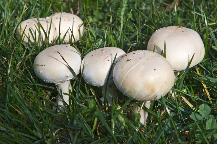 Шампиньон полевой (Agaricus arvensis) фото