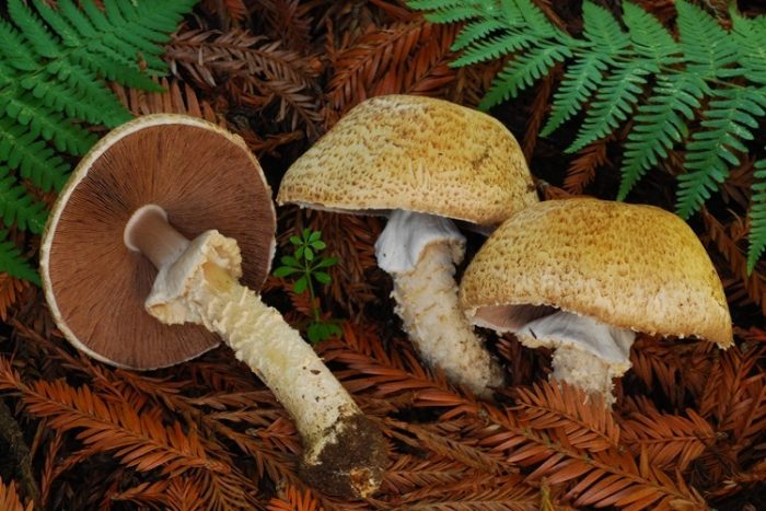 Шампиньон августовский (Agaricus augustus) фото