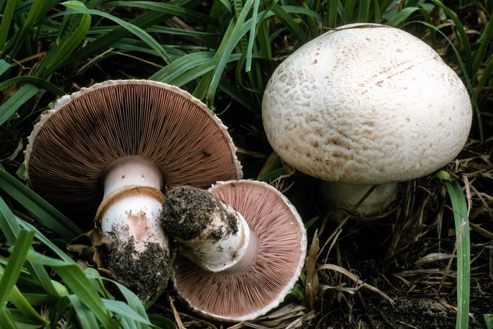 Шампиньон двуспоровый (Agaricus bisporus) фото