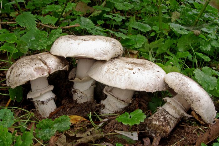 Шампиньон двукольцевой, или тротуарный (Agaricus bitorquis) фото