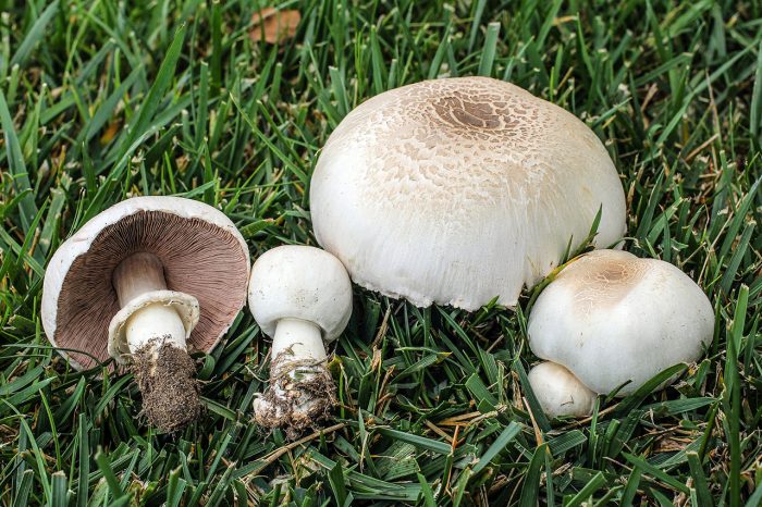 Шампиньон калифорнийский (Agaricus californicus) фото