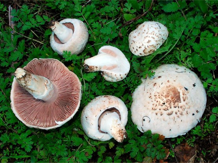 Шампиньон обыкновенный, печерица (Agaricus campestris) фото