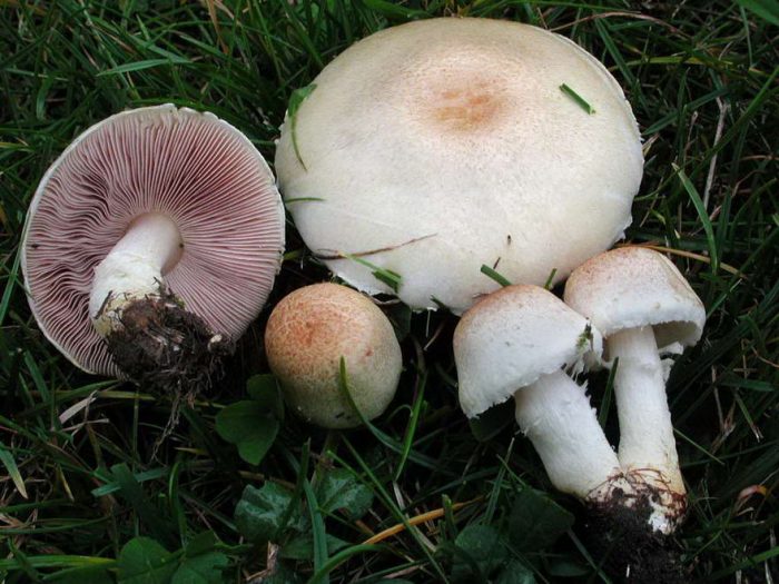 Шампиньон изящный (Agaricus comtulus) фото