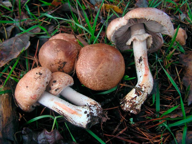 Шампиньон тёмно-красный (Agaricus haemorrhoidarius) фото