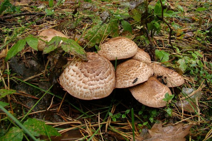 Шампиньон большой лесной (Agaricus langei) фото