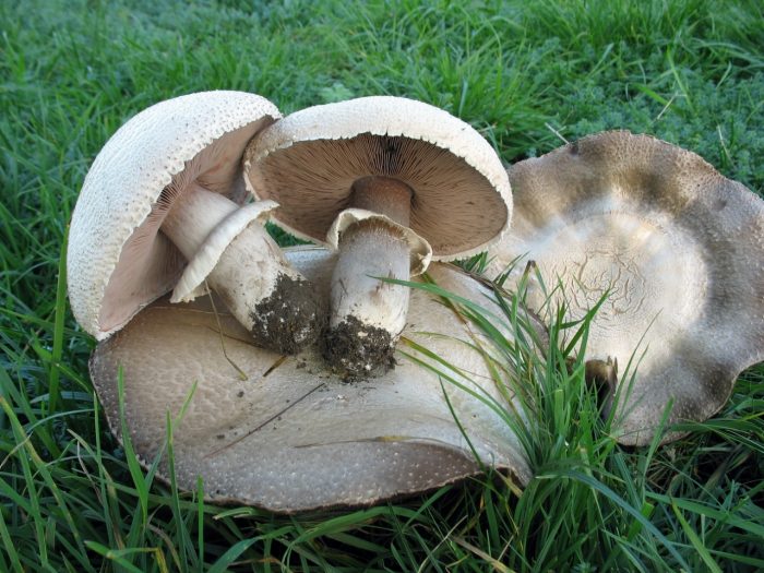 Шампиньон крупноспоровый (Agaricus macrosporus) фото