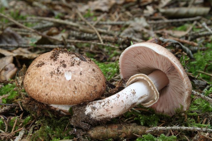 Шампиньон лесной (Agaricus silvaticus) фото