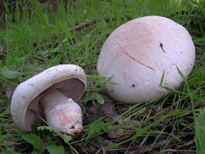 Шампиньон коренастый (Agaricus spissicaulis) фото