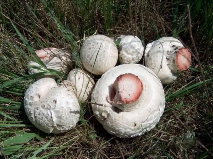 Шампиньон таблитчатый (Agaricus tabularis) фото