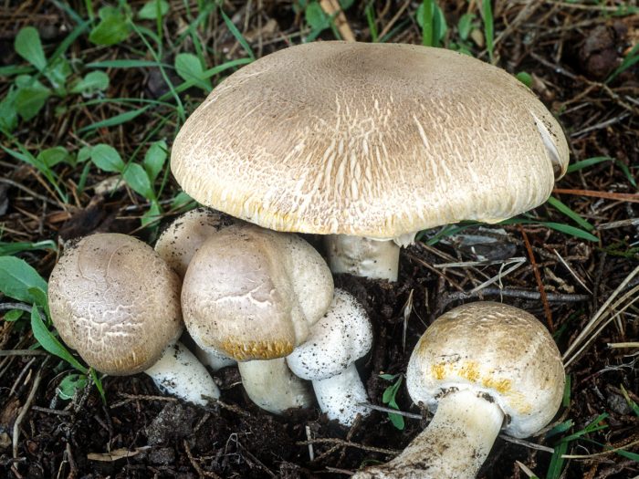 Шампиньон желтокожий, или рыжеющий (Agaricus xanthodermus) фото