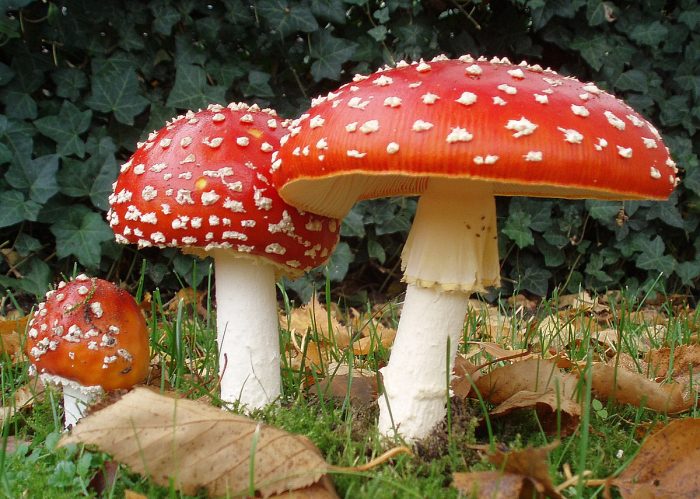 Мухомор красный (Amanita muscaria) фото