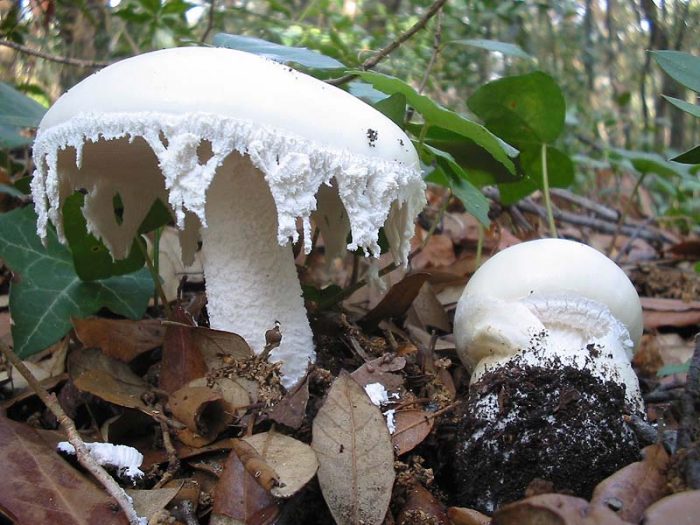 Мухомор яйцевидный (Amanita ovoidea) фото