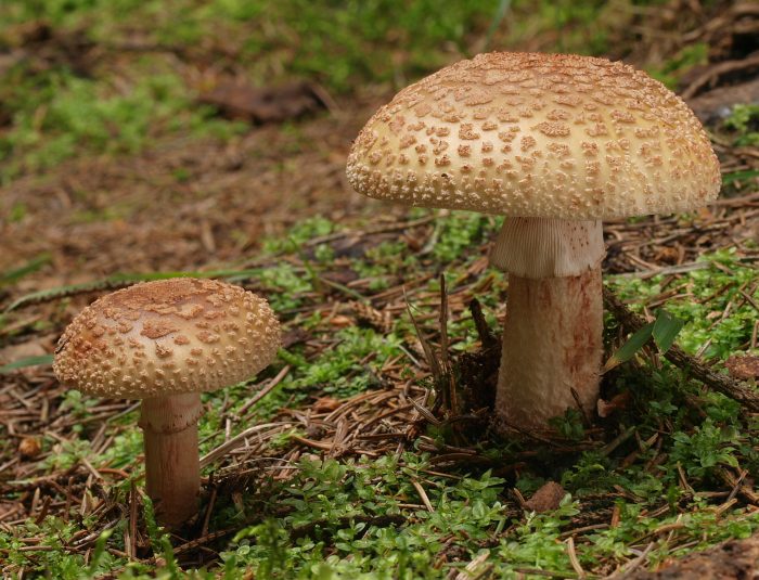 Мухомор серо-розовый (Amanita rubescens) фото