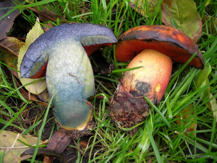 Дубовик крапчатый (Boletus erythropus) фото