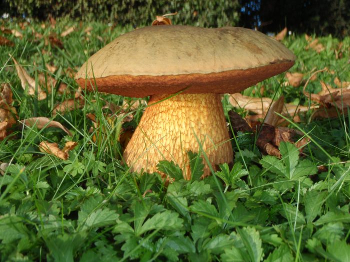 Дубовик оливково-бурый (Boletus luridus) фото