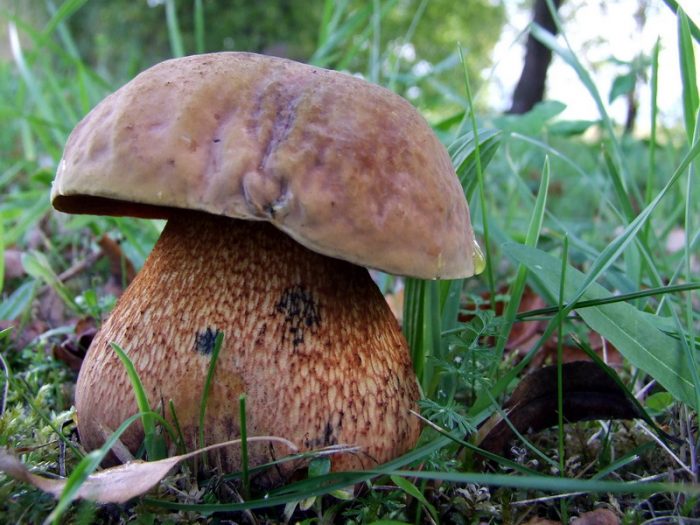 Дубовик оливково-бурый (Boletus luridus) фото