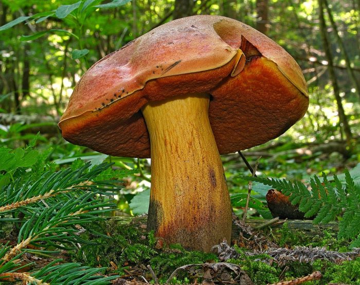 Дубовик Келе (Boletus queletii) фото