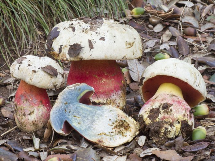 Сатанинский гриб (Boletus satanas) фото