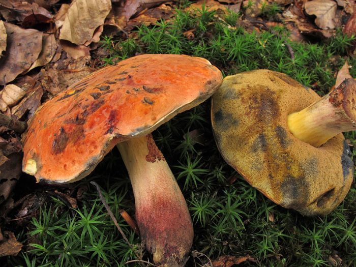 Дубовик Келе (Boletus queletii) фото