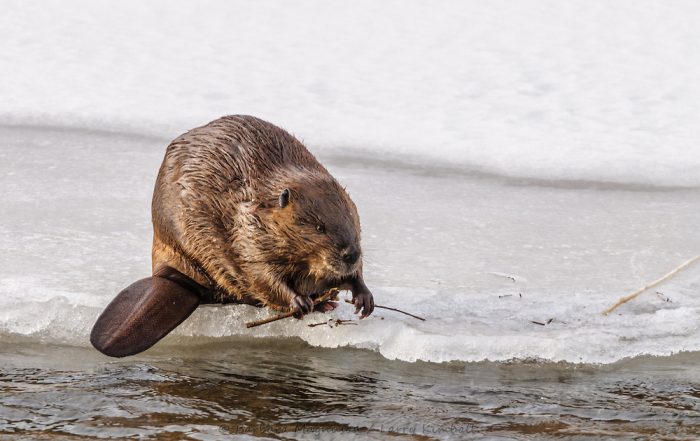 Канадский бобр (Castor canadensis) фото