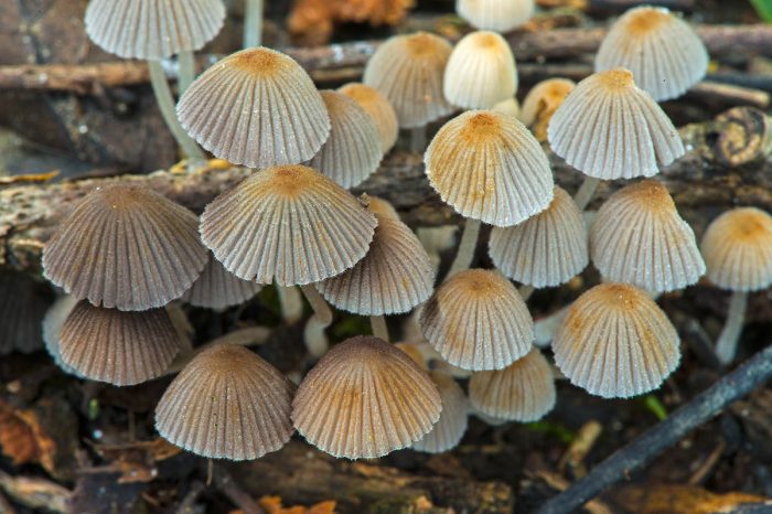 Навозник расеянный (Coprinellus disseminatus) фото