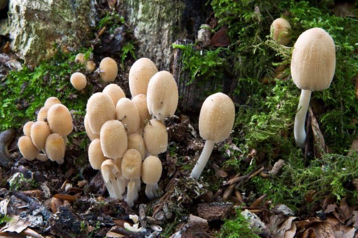 Навозник домашний (Coprinellus domesticus) фото