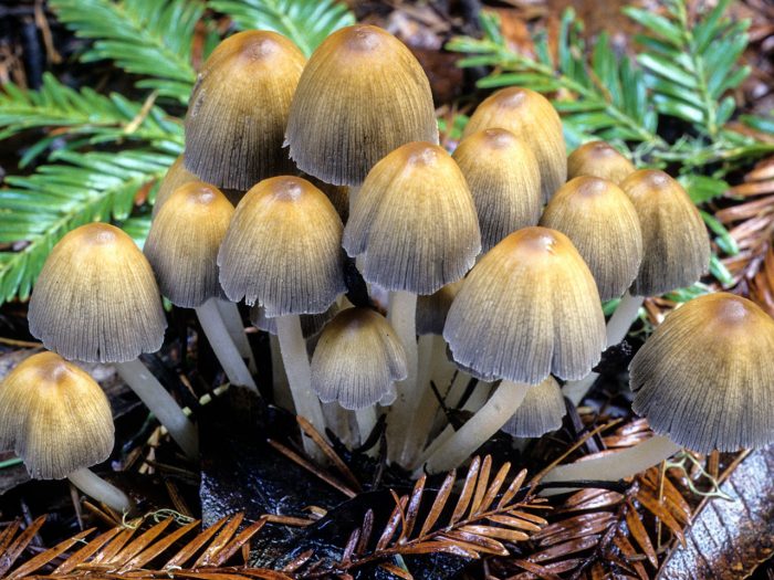 Навозник мерцающий (Coprinellus micaceus) фото