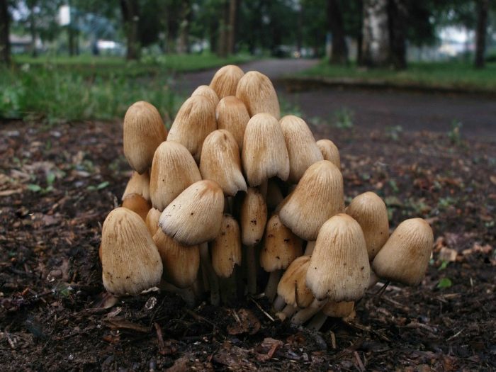 Навозник ивовый (Coprinellus truncorum) фото