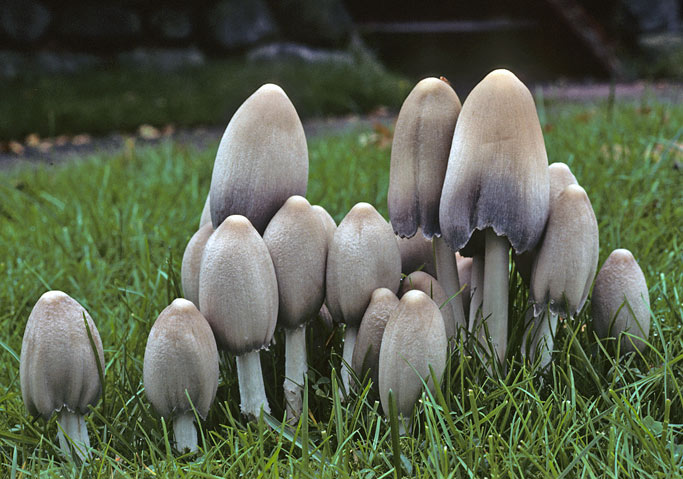 Навозник серый (Coprinopsis atramentaria) фото