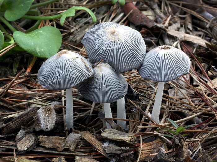 Навозник пушистый, или мохноногий (Coprinopsis lagopus) фото