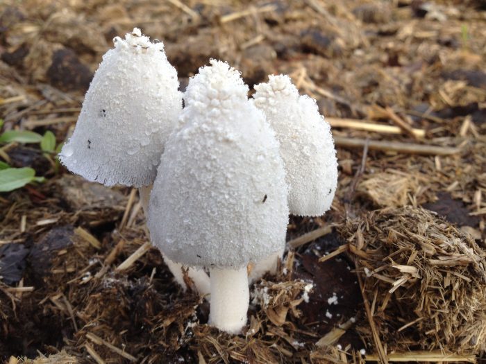 Навозник белоснежный (Coprinopsis nivea) фото