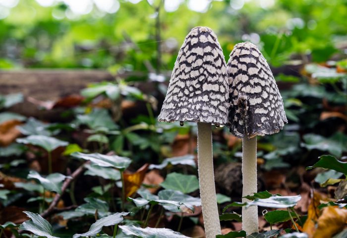 Навозник смолистый (Coprinopsis picacea) фото