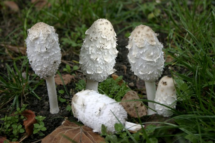 Навозник белый (Coprinus comatus) фото