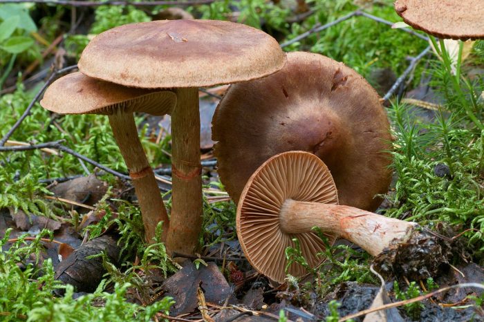 Паутинник браслетчатый, или красный (Cortinarius armillatus) фото