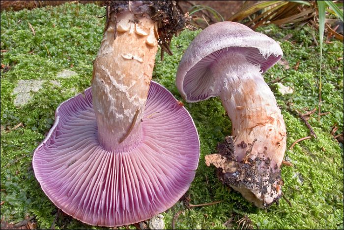 Паутинник камфорный (Cortinarius camphoratus) фото