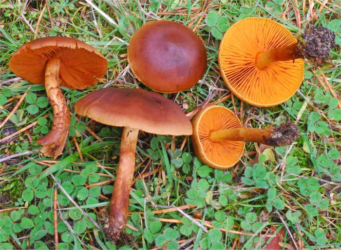 Паутинник коричный, тёмно-коричневый, или коричневый (Cortinarius cinnamomeus) фото