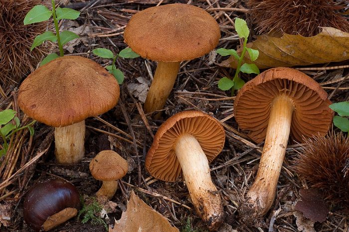 Паутинник горный, плюшевый, или оранжево-красный (Cortinarius orellanus) фото