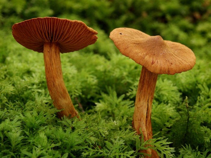 Паутинник красивейший, или красноватый (Cortinarius rubellus) фото