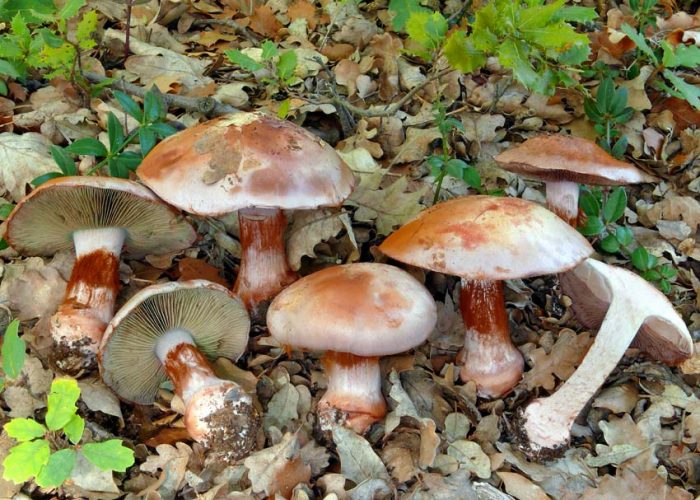 Паутинник рыже-оливковый (Cortinarius rufoolivaceus) фото