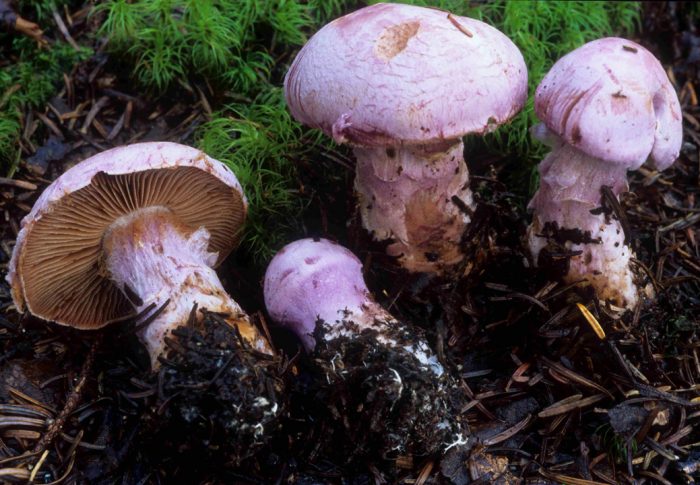 Паутинник козлиный, или вонючий (Cortinarius traganus) фото