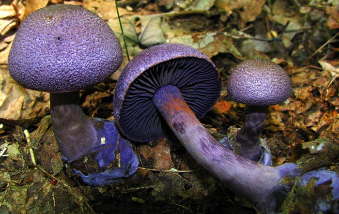 Паутинник фиолетовый (Cortinarius violaceus) фото