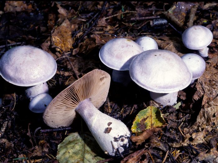 Паутинник бело-фиолетовый (Cortinarius alboviolaceus) фото