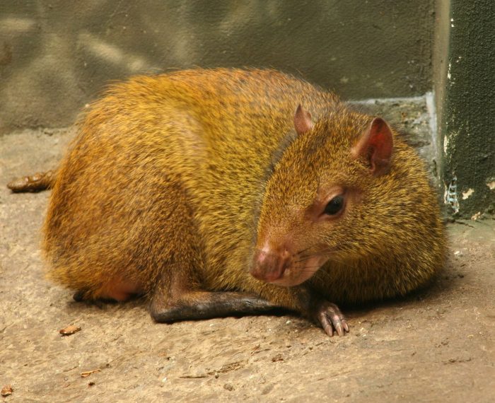 Бразильский агути (Dasyprocta leporina) фото