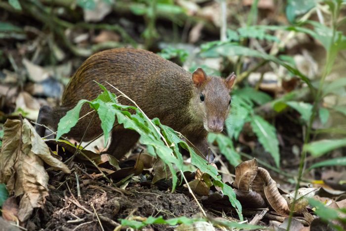 Центральноамериканский агути (Dasyprocta punctata) фото