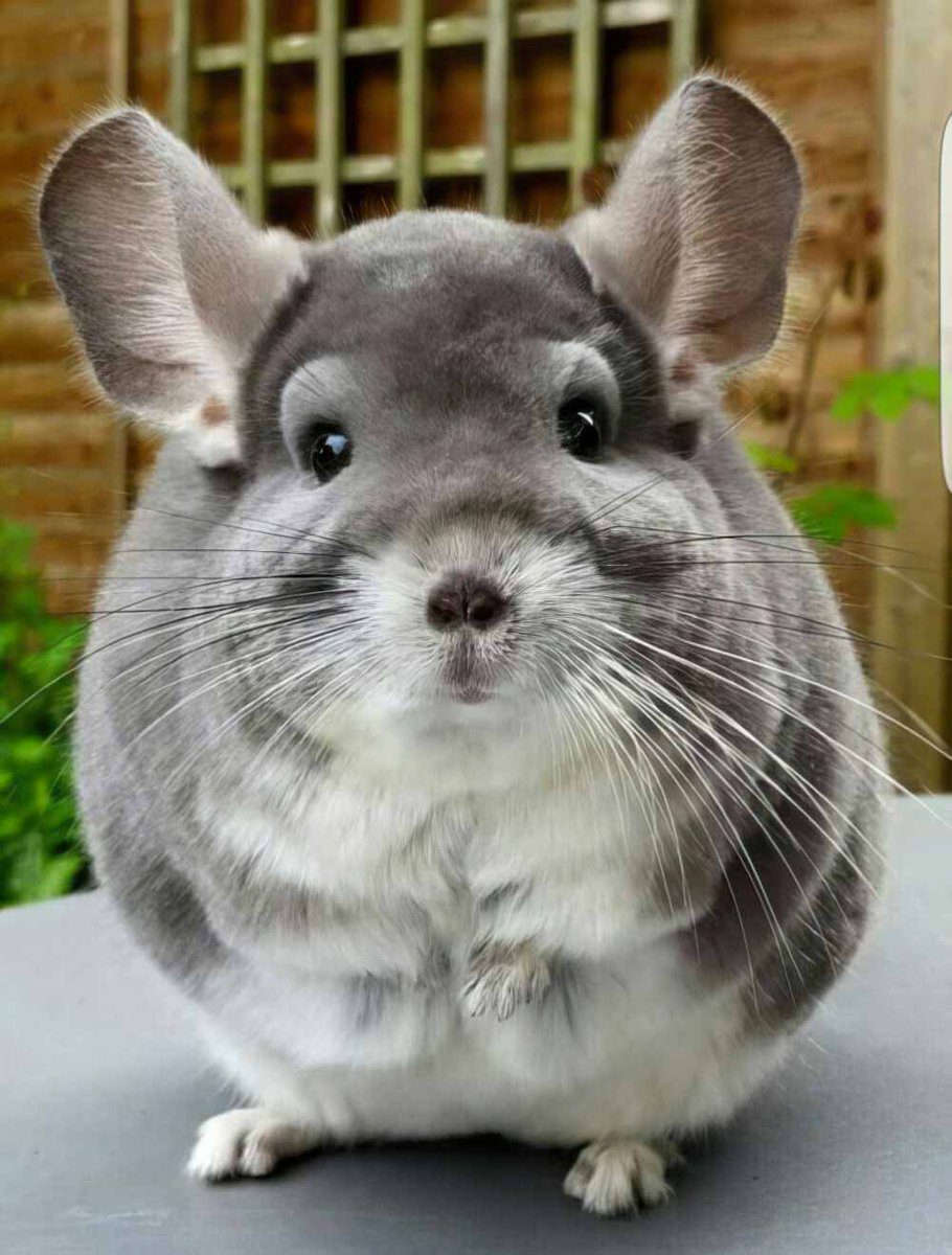 Шиншилла (Chinchilla): интересные факты, фото, виды